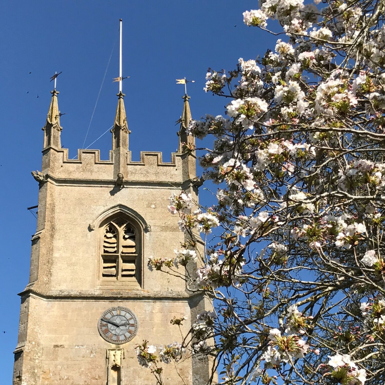 St Peter's church tower with spring blossom